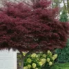 Tamukeyama Dwarf Red Japanese Maple - 5 Gallon Pot (High Grafted Tree Form)