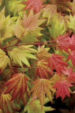 Moonrise Full Moon Japanese Maple - 5 Gallon Pot -Cheap Green Garden Store acer shirasawanum moonrise full moon janese maple 2