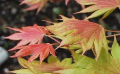 Moonrise Full Moon Japanese Maple - 5 Gallon Pot -Cheap Green Garden Store acer shirasawanum moonrise full moon janese maple 3