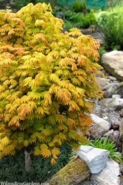 Cheap Green Garden Store 30 Moonrise Full Moon Japanese Maple - 5 Gallon Pot