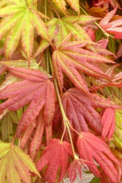 Moonrise Full Moon Japanese Maple - 5 Gallon Pot -Cheap Green Garden Store acer shirasawanum moonrise janese maple 1