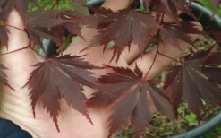 Yasemin Full Moon Japanese Maple - 5 Gallon Pot 12 Yasemin Full Moon Japanese Maple - 5 Gallon Pot -Cheap Green Garden Store acer shirasawanum yaesmin full moon japanese maple 1