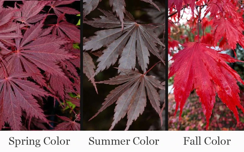 Yasemin Full Moon Japanese Maple - 5 Gallon Pot 4 Yasemin Full Moon Japanese Maple - 5 Gallon Pot - Image 4