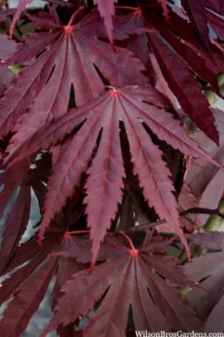 Yasemin Full Moon Japanese Maple - 5 Gallon Pot