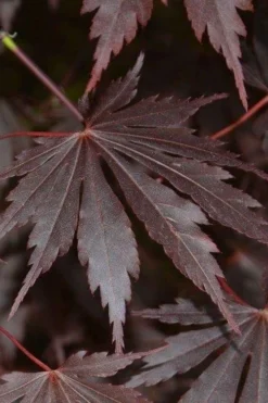 Yasemin Full Moon Japanese Maple - 5 Gallon Pot 13 Yasemin Full Moon Japanese Maple - 5 Gallon Pot -Cheap Green Garden Store acer shirasawanum yasemin full moon japanese maple 2