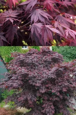 Yasemin Full Moon Japanese Maple - 5 Gallon Pot 11 Yasemin Full Moon Japanese Maple - 5 Gallon Pot -Cheap Green Garden Store acer shirasawanum yasemin full moon japanese maple 5