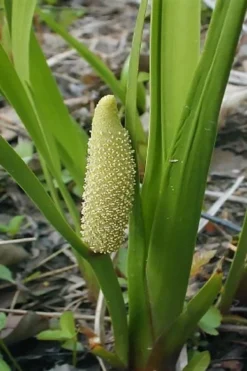 American Sweet Flag (Acorus Americanus) - 1 Gallon Pot 9 American Sweet Flag (Acorus Americanus) - 1 Gallon Pot -Cheap Green Garden Store acorus americanus american sweet flag 10