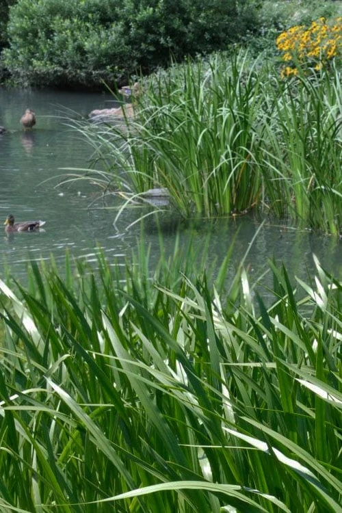 American Sweet Flag (Acorus Americanus) - 1 Gallon Pot 5 American Sweet Flag (Acorus Americanus) - 1 Gallon Pot - Image 5