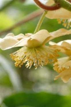 Jenny Self-Fertile Kiwi Vine - Quart Pot -Cheap Green Garden Store actinidia deliciosa jenny self fertile kiwi vine 4