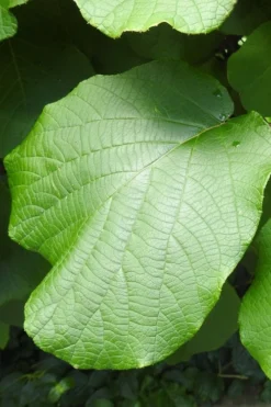 Jenny Self-Fertile Kiwi Vine - Quart Pot -Cheap Green Garden Store actinidia deliciosa jenny self fertile kiwi vine 5