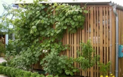 Jenny Self-Fertile Kiwi Vine - Quart Pot -Cheap Green Garden Store actinidia deliciosa jenny self fertile kiwi vine 7