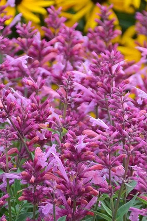 Rosie Posie Agastache (Hummingbird Mint) - 5 Pack Of Quarts 7 Rosie Posie Agastache (Hummingbird Mint) - 5 Pack Of Quarts - Image 7