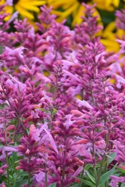 Rosie Posie Agastache (Hummingbird Mint) - 1 Gallon Pot -Cheap Green Garden Store agastache rosie posie hummingbird mint 3