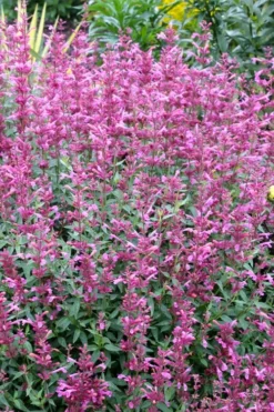 Rosie Posie Agastache (Hummingbird Mint) - 1 Gallon Pot -Cheap Green Garden Store agastache rosie posie hummingbird mint 6