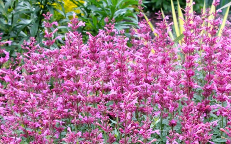 Rosie Posie Agastache (Hummingbird Mint) - 5 Pack Of Quarts 8 Rosie Posie Agastache (Hummingbird Mint) - 5 Pack Of Quarts - Image 8