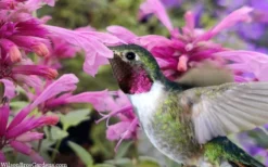 Rosie Posie Agastache (Hummingbird Mint) - 1 Gallon Pot -Cheap Green Garden Store agastache rosie posie hummingbird mint 9