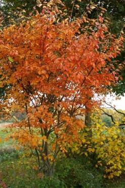 Shadblow Serviceberry Tree (Amelanchier Canadensis) - 5 Gallon Pot -Cheap Green Garden Store amelanchier arborea shadblow serviceberry fall foliage