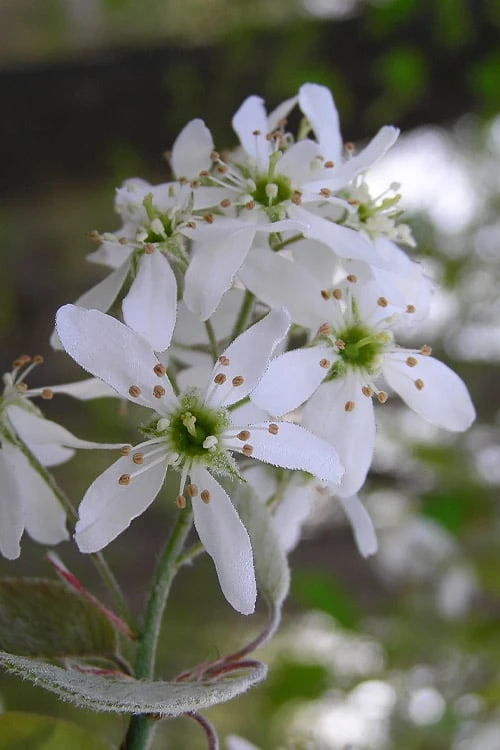 Autumn Brilliance Serviceberry Tree - 7 Gallon Pot (4-5') 5 Autumn Brilliance Serviceberry Tree - 7 Gallon Pot (4-5') - Image 5