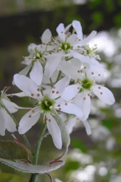 Autumn Brilliance Serviceberry Tree - 1 Gallon Pot -Cheap Green Garden Store amelanchier grandiflora autumn brilliance serviceberry 1 2
