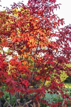 Autumn Brilliance Serviceberry Tree - 7 Gallon Pot (4-5') 17 Autumn Brilliance Serviceberry Tree - 7 Gallon Pot (4-5') -Cheap Green Garden Store amelanchier grandiflora autumn brilliance serviceberry 3 1