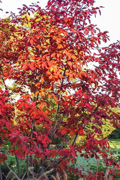 Autumn Brilliance Serviceberry Tree - 7 Gallon Pot (4-5') 9 Autumn Brilliance Serviceberry Tree - 7 Gallon Pot (4-5') - Image 9