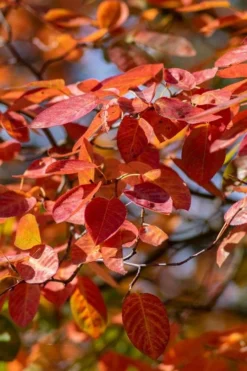 Autumn Brilliance Serviceberry Tree - 7 Gallon Pot (4-5') 15 Autumn Brilliance Serviceberry Tree - 7 Gallon Pot (4-5') -Cheap Green Garden Store amelanchier grandiflora autumn brilliance serviceberry 9 1