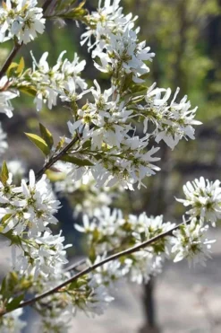 Allegheny Serviceberry Tree (Amelanchier Laevis) - 3 Gallon Pot -Cheap Green Garden Store amelanchier laevis allegheny serviceberry 6