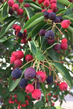 Allegheny Serviceberry Tree (Amelanchier Laevis) - 3 Gallon Pot -Cheap Green Garden Store amelanchier laevis allegheny serviceberry 8