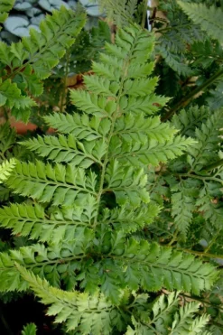 Shiny Bristle Fern - 6 Pack Of 1 Gallon Pots -Cheap Green Garden Store arachnoides davalliaeformis shiny bristle fern 2