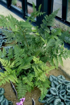 Shiny Bristle Fern - 1 Gallon Pot -Cheap Green Garden Store arachnoides davalliaeformis shiny bristle fern 4 1