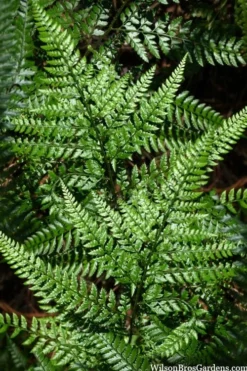Shiny Bristle Fern - 6 Pack Of 1 Gallon Pots
