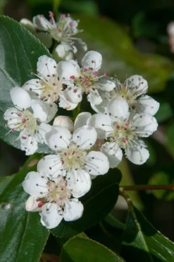 Red Chokeberry (Aronia Arbutifolia) - 3 Gallon Pot 9 Red Chokeberry (Aronia Arbutifolia) - 3 Gallon Pot -Cheap Green Garden Store aronia arbutifolia red chokeberry 1 2
