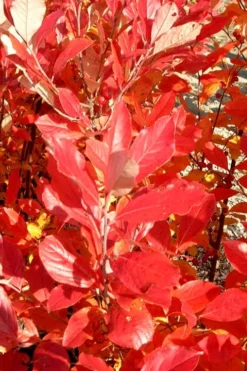 Red Chokeberry (Aronia Arbutifolia) - 1 Gallon Pot 11 Red Chokeberry (Aronia Arbutifolia) - 1 Gallon Pot -Cheap Green Garden Store aronia arbutifolia red chokeberry 3 1