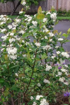 Red Chokeberry (Aronia Arbutifolia) - 3 Gallon Pot 10 Red Chokeberry (Aronia Arbutifolia) - 3 Gallon Pot -Cheap Green Garden Store aronia arbutifolia red chokeberry 4 2
