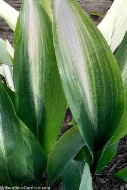 Morning Sun Cast Iron Plant (Aspidistra Elatior 'Asahi') - 3 Gallon Pot -Cheap Green Garden Store aspidistra elatior asahi rising sun cast iron plant 4