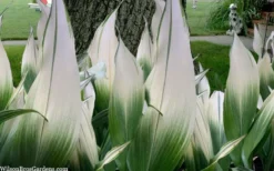 Snowcap Cast Iron Plant (Aspidistra Elatior 'Snowcap') - 3 Gallon Pot -Cheap Green Garden Store aspidistra elatior snow cap cast iron plant 2