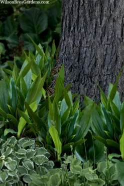 Tiny Tank Dwarf Cast Iron Plant - 3 Gallon Pot 9 Tiny Tank Dwarf Cast Iron Plant - 3 Gallon Pot -Cheap Green Garden Store aspidistra elatior tiny tank dwarf cast iron plant 4