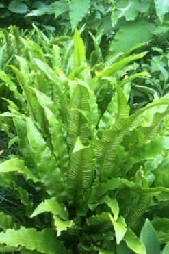 Hart's Tongue Fern (Asplenium Scolopendrium) - 1 Gallon Pot -Cheap Green Garden Store asplenium scolopendrium harts tongue fern 3