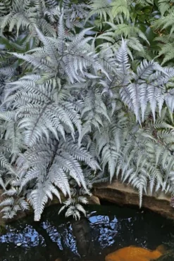 Japanese Painted Fern - 5 Pack Of Quart Pots -Cheap Green Garden Store athyrium niponicum pictum japanese painted fern 101