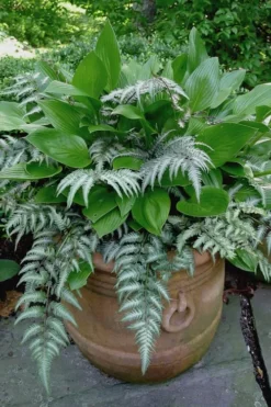 Japanese Painted Fern - 1 Gallon Pot -Cheap Green Garden Store athyrium niponicum pictum japanese painted fern 104 2