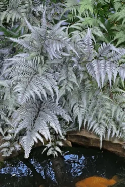 Japanese Painted Fern - 1 Gallon Pot