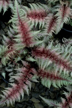 Regal Red Japanese Painted Fern - 5 Pack Of Quart Pots