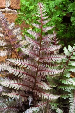 Regal Red Japanese Painted Fern - 1 Gallon Pot -Cheap Green Garden Store athyrium pictum regal red japanese painted fern 11 3