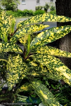 Hosoba Hoshifu Variegated Aucuba (Japanese Laurel) - 1 Gallon Pot