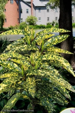 Hosoba Hoshifu Variegated Aucuba (Japanese Laurel) - 1 Gallon Pot -Cheap Green Garden Store aucuba hosoba hoshifu11 1