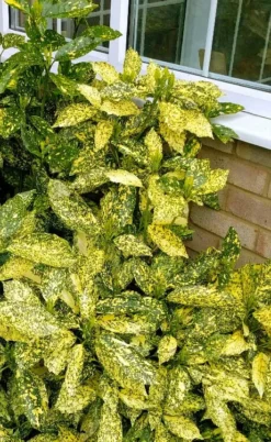 Golden King Aucuba (Male) - 3 Gallon Pot -Cheap Green Garden Store aucuba japonica golden king japanese laurel 1