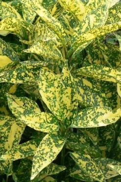 Marmorata Aucuba (Japanese Laurel) - 1 Gallon Pot