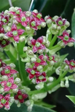 Rozannie Dwarf Aucuba (Japanese Laurel) - 3 Gallon Pot -Cheap Green Garden Store aucuba japonica rozannie japanese laurel 1