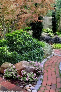 Rozannie Dwarf Aucuba (Japanese Laurel) - 3 Gallon Pot -Cheap Green Garden Store aucuba japonica rozannie japanese laurel 12