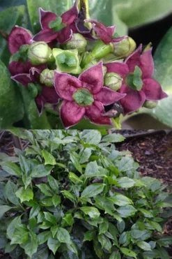 Rozannie Dwarf Aucuba (Japanese Laurel) - 3 Gallon Pot -Cheap Green Garden Store aucuba japonica rozannie japanese laurel 13